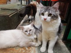 -猫咪博物馆(顶澳仔猫街店)