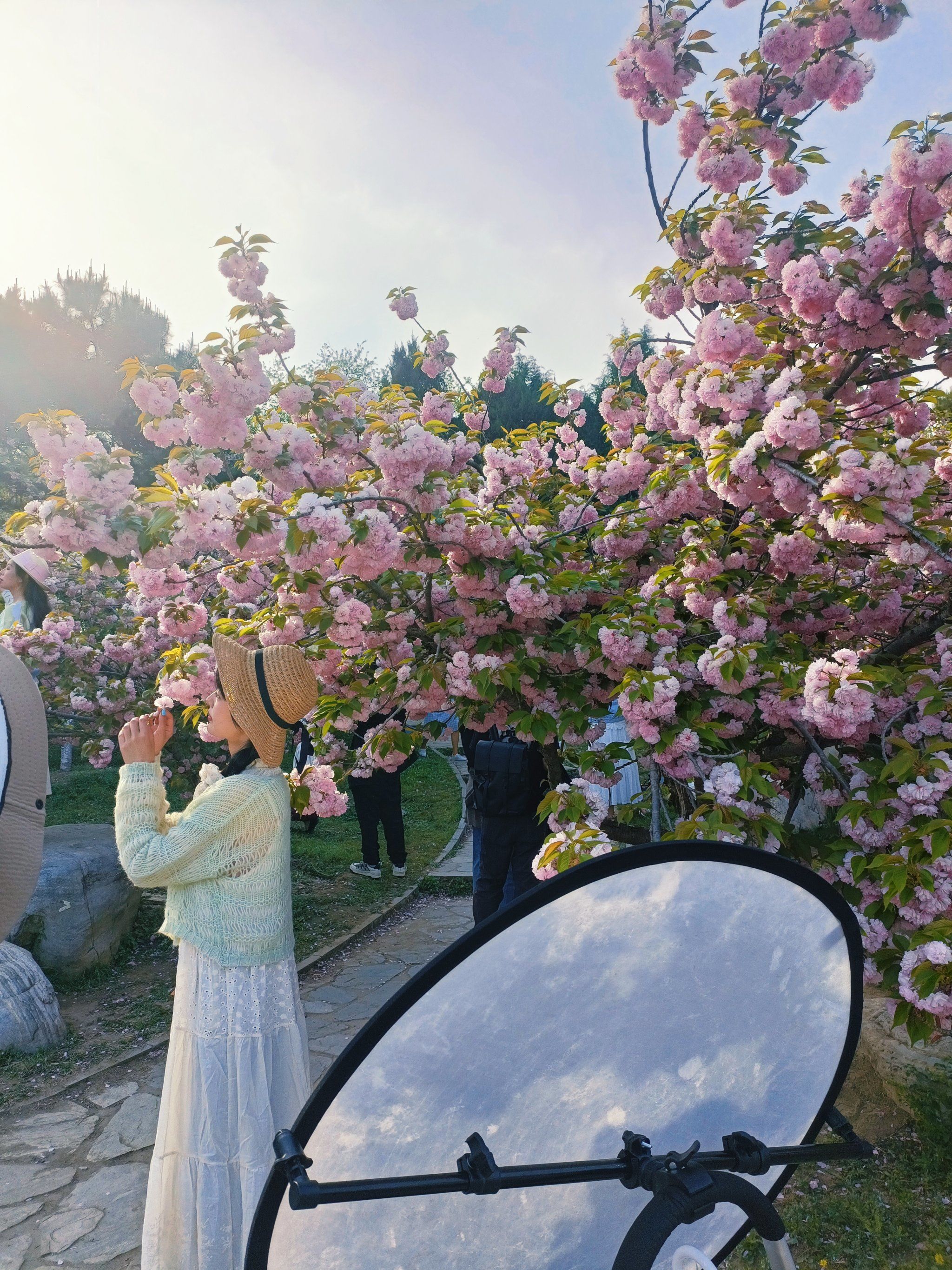 "伊人赏花悦自乐,花香沁心春送拂"
这个季节的朝阳公园,不仅能观赏