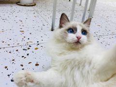 -Umiao与猫咖啡 猫咖