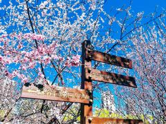 -桃花堤公园