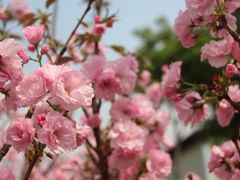 -天适樱花悠乐园