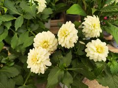 -中国天府农业博览园