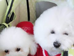 -佳雯宠物医院(四明中路分院)