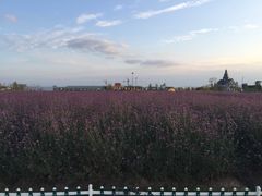 -荷兰花海