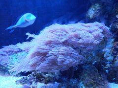 -暹罗海洋世界