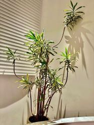 -WENDY·温迪皮肤管理