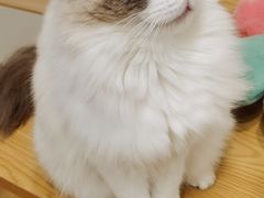 -有喵·猫咖·狗咖·30几只猫10只小狗(岗厦店)