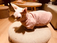 -猫腻·猫咖·撸猫馆(星光大道店)