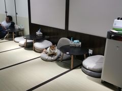 大堂-逗柴咖啡屋·狗咖猫咖宠物桌游