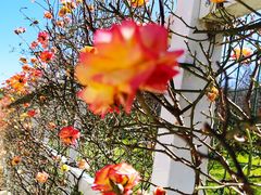 -名花谷生态庄园