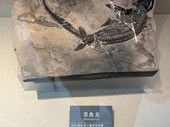 -安徽省地质博物馆