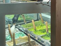 -九十葉·抹茶(南京·德基店)