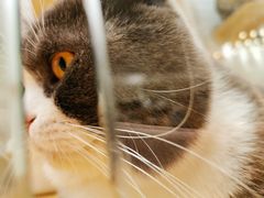 -momokira米努特·德文卷毛猫·棉花面纱犬