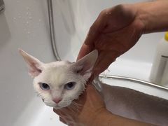 -FAELING PETS美天灵宠物(合生汇店)