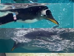 -珠海长隆海洋王国