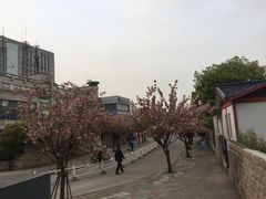 -嘉定紫藤园