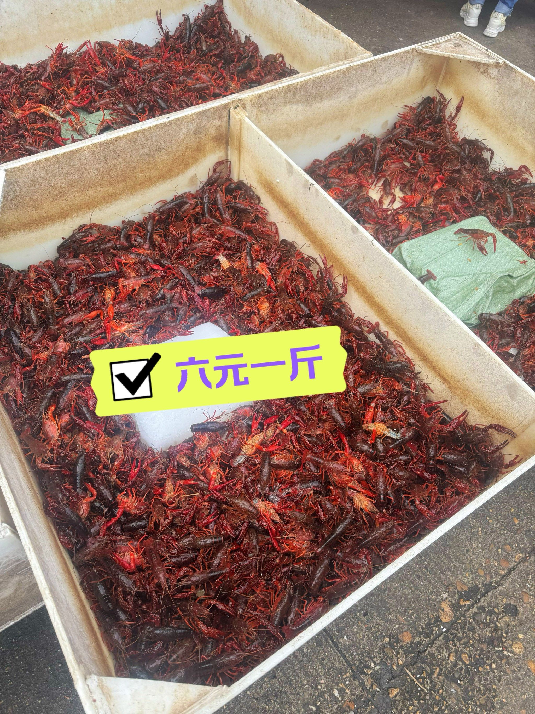 一下
🦞6️⃣钱大的小龙虾只要六块钱❗❗❗震惊到我了