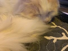 -平行世界·猫咖(首经贸店)