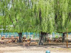 -北京麋鹿生态实验中心