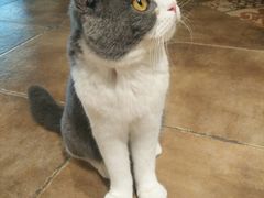 -共舞时光猫咖·狗咖(新街口店)