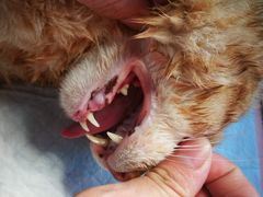 -安安宠医·安宠宠物医院