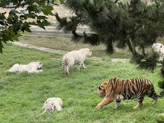 -西霞口神雕山野生动物世界