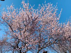 -桃花堤公园