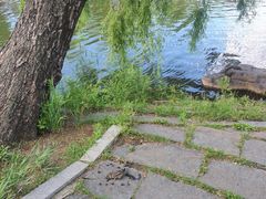 -长春市南湖公园