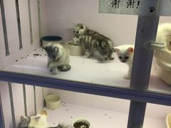 -喵的天空名猫咖啡馆·撸猫·猫舍·用品