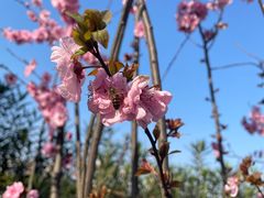 -大渡口区义渡公园