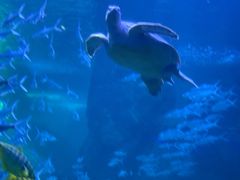 -左海海底世界