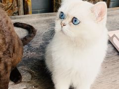 -喵屿·大理花园猫咖