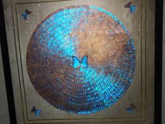 -上海昆虫博物馆