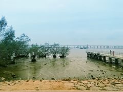 景点-宝安西湾红树林湿地公园