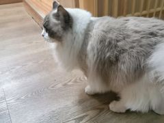 -MOCHA明星猫咖(田子坊店)