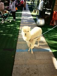 -萌宠亲子动物乐园(槐房万达店)