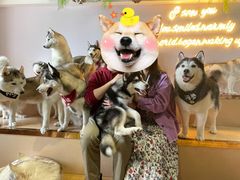 -Husky Go! 哈士奇体验馆·宠物咖啡厅狗咖