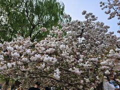 -莲花池公园