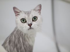 -瑞鹏宠物医院犬猫全科(真大分院)