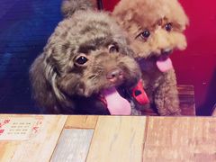 -爱侣宠医·鹦鹉专科·小型哺乳类·异宠专科(灵石路店)