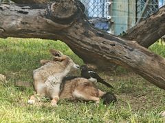 -大连森林动物园