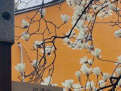 -龙华寺