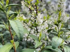 -东山风景区(洞庭东山)