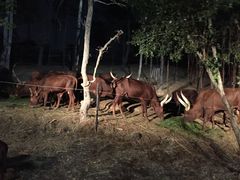-清迈夜间动物园