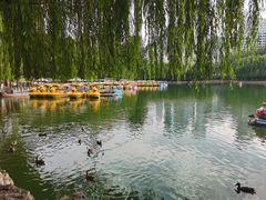 -团结湖公园