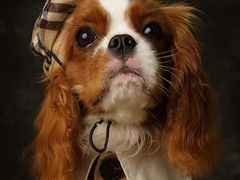 -萌宠之家·腊肠犬·马尔泰·小体犬舍