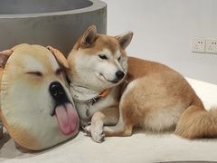 -柴务处·柴犬主题狗咖