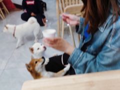 -柴犬小屋·柴餐厅·狗咖食堂(金鼎广场店)