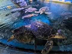 -烟台海昌鲸鲨海洋公园