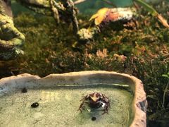 -上海大自然野生昆虫馆(东方明珠·爬宠昆虫探索中心)